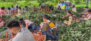 APEDA Facilitates Landmark Export Boosting Market Access for Indian Horticulture